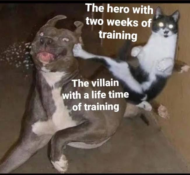 cat beat dog - The hero with two weeks of training The villain with a life time of training