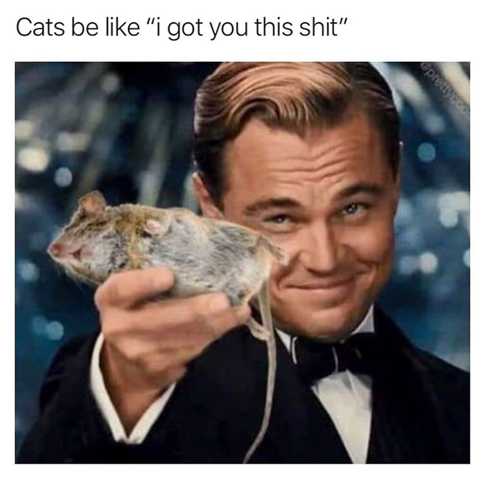 nobody cats meme - Cats be "i got you this shit" Opremy