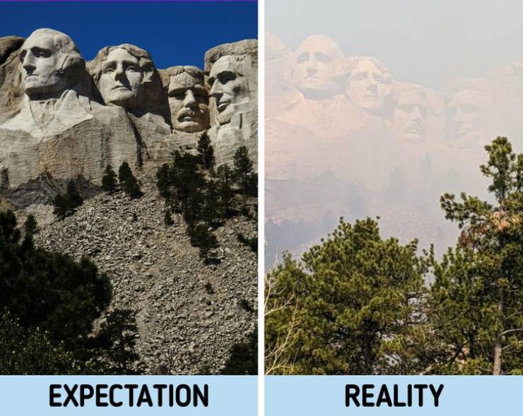 tree - Expectation Reality