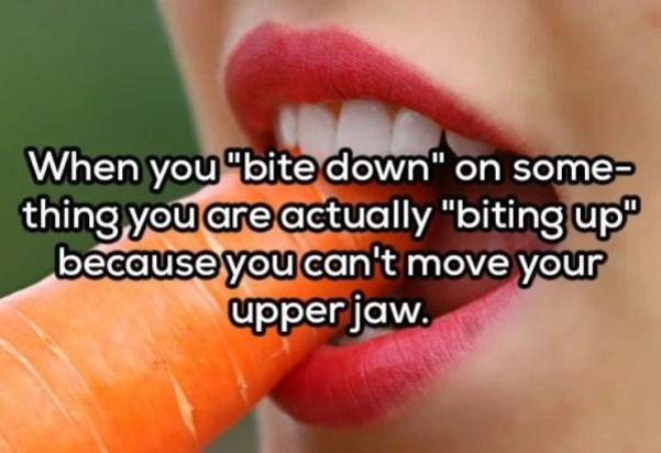 thoughts that make you think - When you "bite down" on some thing you are actually "biting up because you can't move your upper jaw.