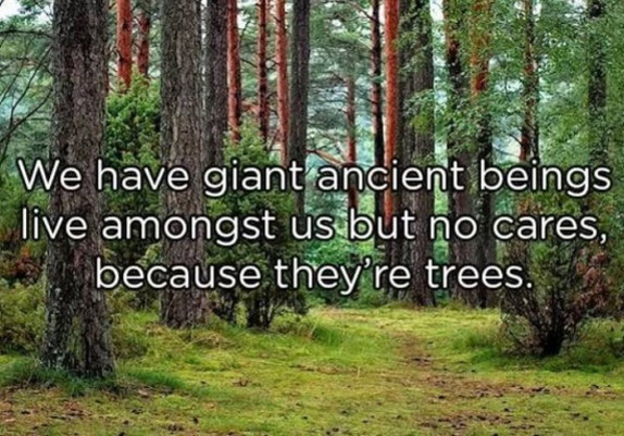 landscapes forests - We have giant ancient beings live amongst us but no cares, because they're trees.