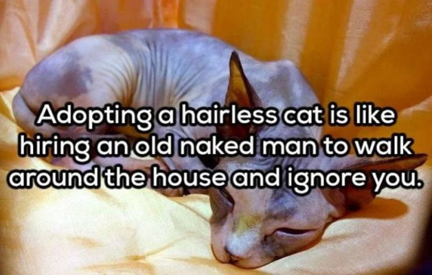 Sphynx cat - Adopting a hairless cat is hiring an old naked man to walk around the house and ignore you.