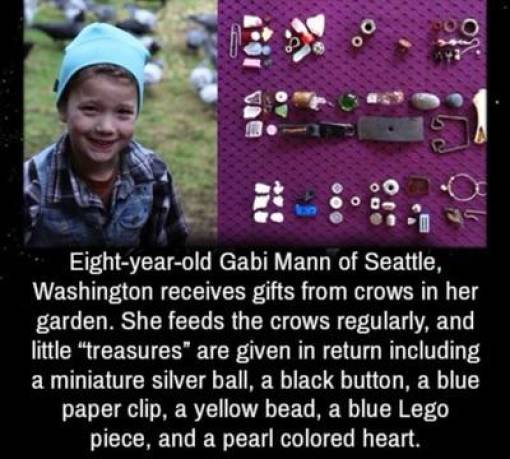 Crows - oo Eightyearold Gabi Mann of Seattle, Washington receives gifts from crows in her garden. She feeds the crows regularly, and little "treasures" are given in return including a miniature silver ball, a black button, a blue paper clip, a yellow bead