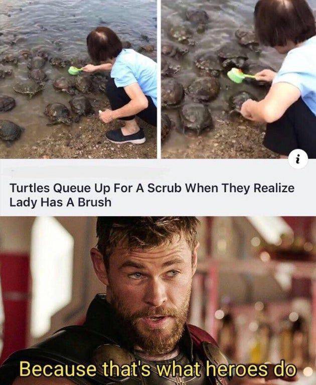 because that's what heroes do meme - On Turtles Queue Up For A Scrub When They Realize Lady Has A Brush Because that's what heroes do