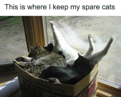 32 Cat Memes That Are Purrfect