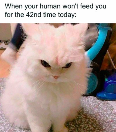32 Cat Memes That Are Purrfect