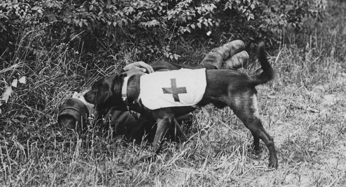 Mercy dogs were trained during World War I to comfort mortally wounded soldiers as they died in no man’s land.