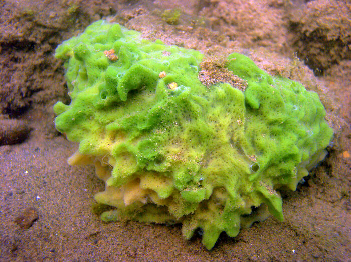 If you grind a marine sponge through a sieve into salt water, it’ll reorganize itself back into a sponge. It’s the only animal that we know of that can do that.