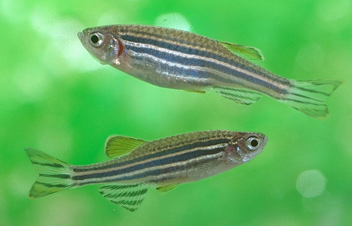 If you get a zebrafish drunk and put it in a tank of sober zebrafish, the sober fish will adopt it as their leader and follow the drunk fish around the tank.