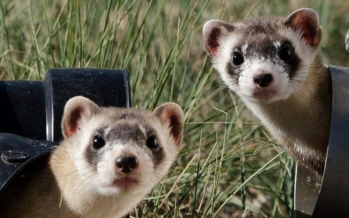 The Latin name of a ferret is Mustelidae putorius furo, which translates to “stinky mouse thief”