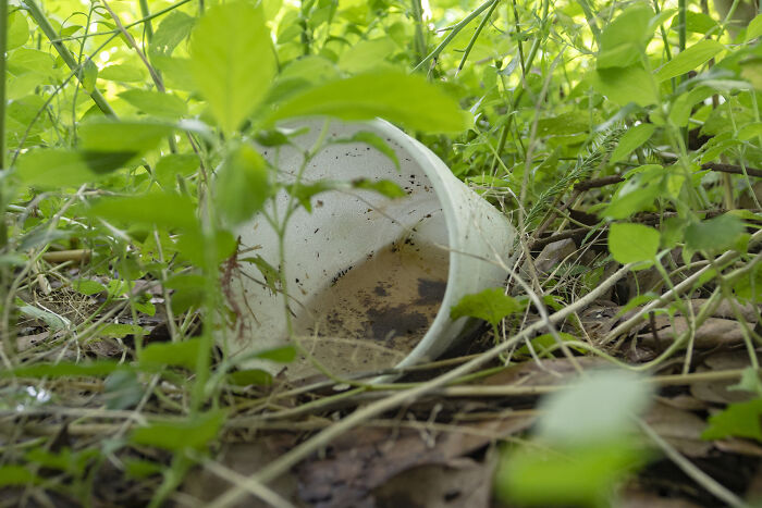 Stanford researchers showed that mealworms can safely consume various types of plastics including toxic additive-containing plastic such as polystyrene with no ill effects. The worms can then be used as a safe, protein-rich feed supplement.