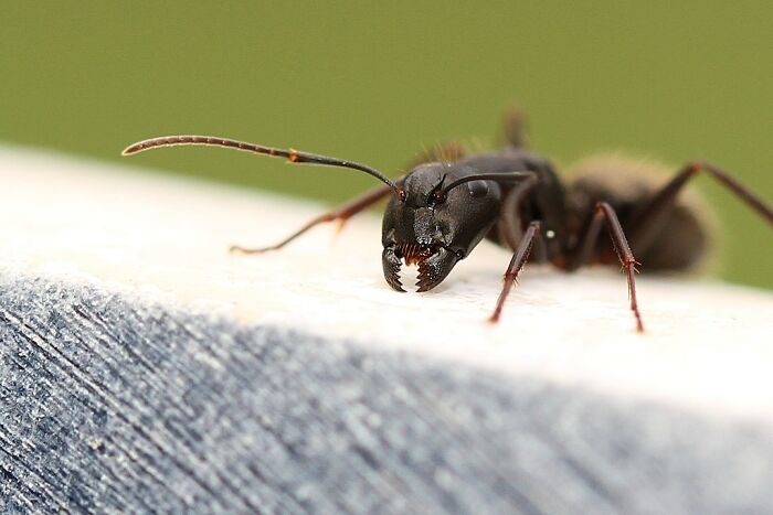 Ants sleep by taking about 250 one minute naps throughout their day. It totals just under 5 hours of sleep. This allows for 80% of their colony to be awake, working and prepared at any given moment.