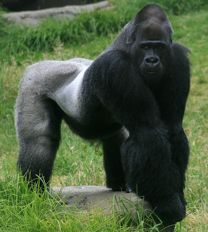 The word “gorilla” comes from the Greek word meaning, “savage hairy women.”