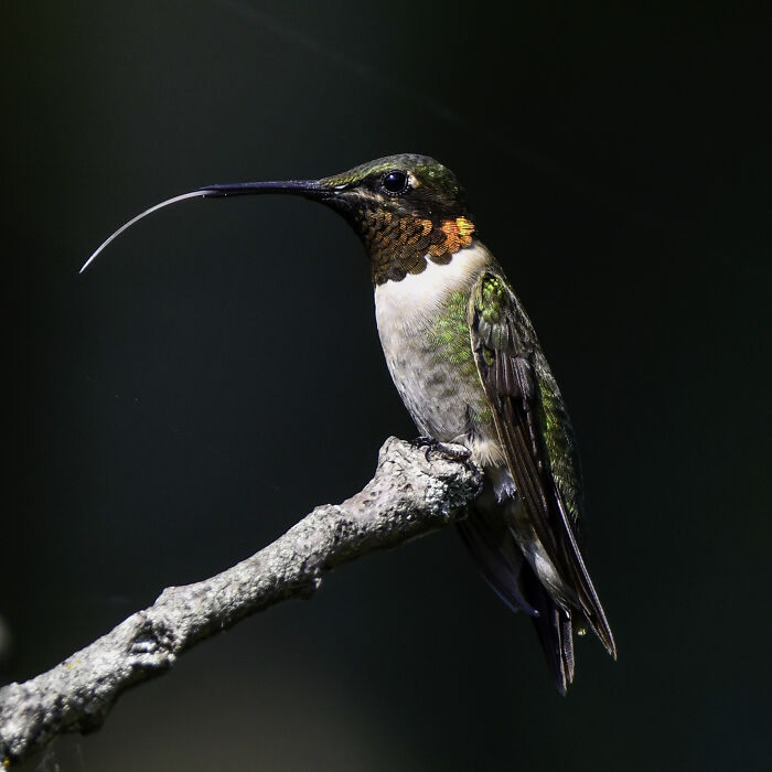 Ruby-throated Hummingbirds are able to fly across the Golf of Mexico, a distance of 500 miles, in one 20-hour non-stop flight. This requires more calories than the bird’s weight, so they prepare by doubling their fat mass. They expend the entire caloric reserve during the flight.