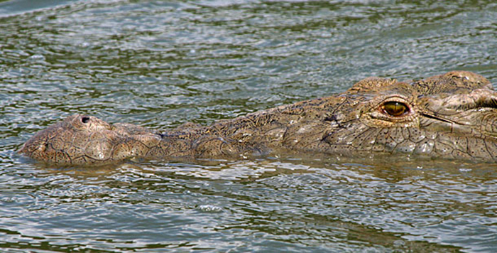 Larger crocodiles can go for over a year without eating a meal. In extreme situations, crocodiles appear to be able to shut down and live off their own tissue for a long period of time.