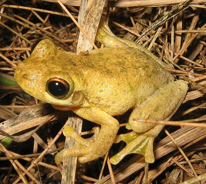 There is no actual difference between frogs and toads, with the popular comparison being used only informally with no taxonomic or evolutionary history. All toads are frogs and toads are just species or families of bumpy frogs.