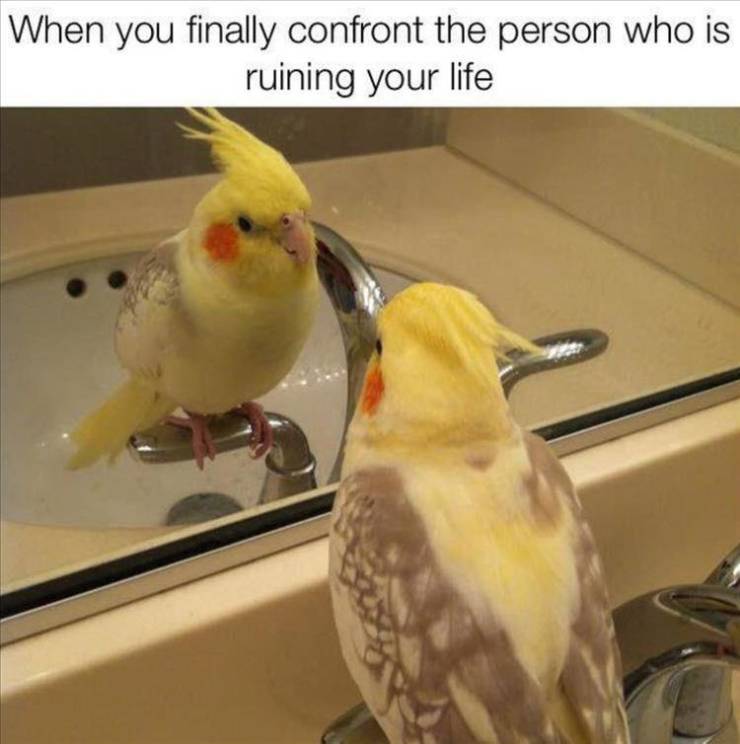 funny pics and memes - When you finally confront the person who is ruining your life