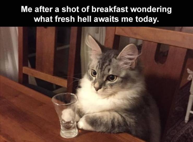 funny pics and memes - photo caption - Me after a shot of breakfast wondering what fresh hell awaits me today.