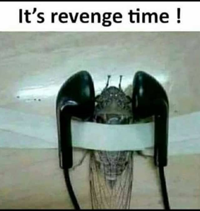 funny pics and memes - housefly revenge - It's revenge time!
