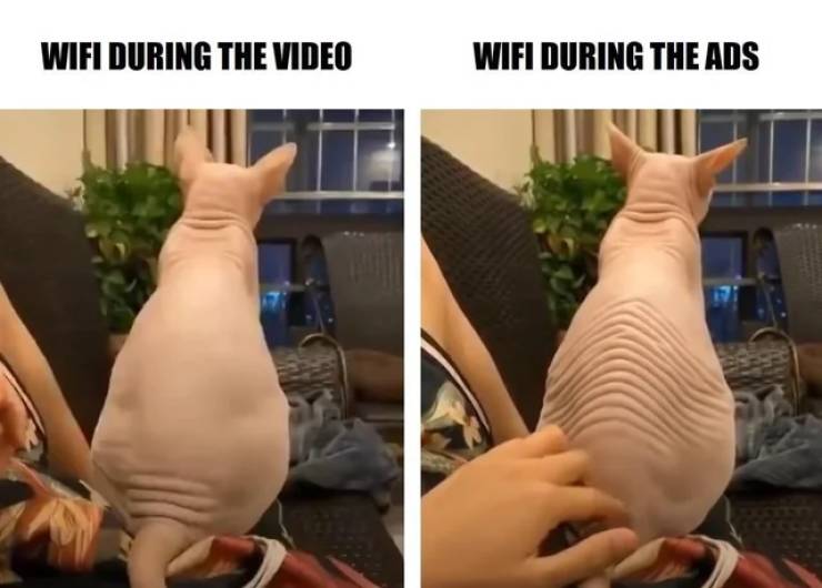 funny pics and memes - bingus gif - Wifi During The Video Wifi During The Ads