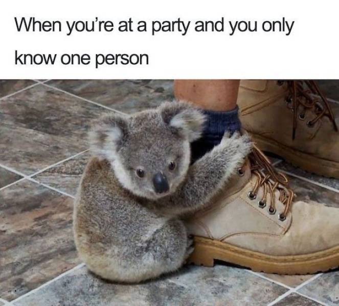 koala clean memes - When you're at a party and you only know one person