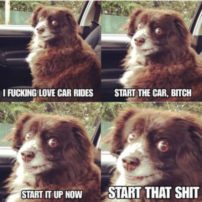 dog car ride meme - I Fucking Love Car Rides Start The Car, Bitch Start It Up Now Start That Shit