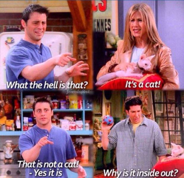 friends rachel cat - Ennes What the hell is that? friendspost It's a cat! That is not a cat! Yes it is Why is it inside out?