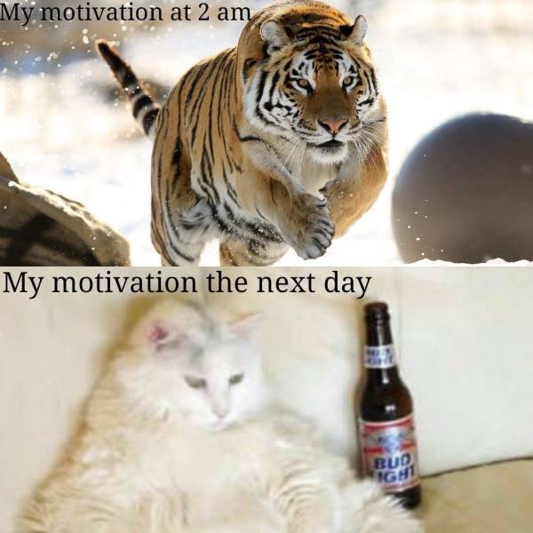 fat cat - My motivation at 2 am My motivation the next day Bud Ign