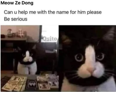cat cursed images funny - Meow Ze Dong Can u help me with the name for him please Be serious Osito