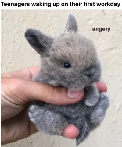 cute animals bunny - Teenagers waking up on their first workday angery