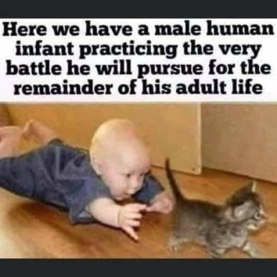 cute baby funny cats - Here we have a male human infant practicing the very battle he will pursue for the remainder of his adult life
