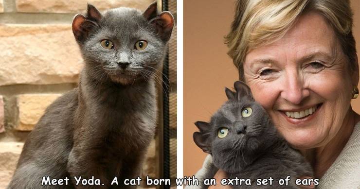 yoda the cat - Meet Yoda. A cat born with an extra set of ears