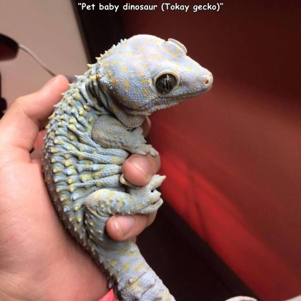 tokay gecko cute - "Pet baby dinosaur Tokay gecko"