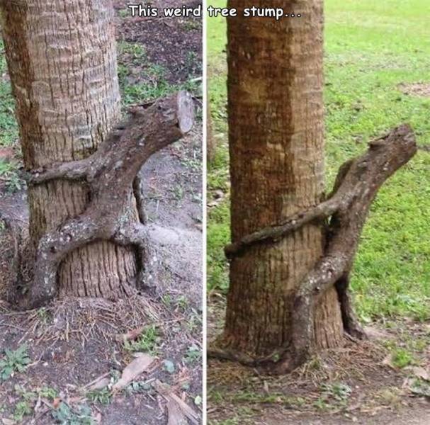 trees that look like something else - This weird tree stump...