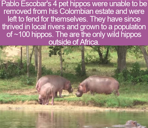 cool facts - Pablo Escobar's 4 pet hippos were unable to be removed from his Colombian estate and were left to fend for themselves. They have since thrived in local rivers and grown to a population of ~100 hippos. The are the only wild hippos outside of