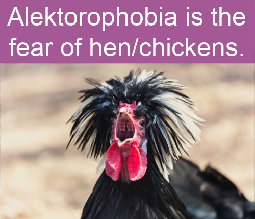 cool facts - Alektorophobia is the fear of hens or chickens.