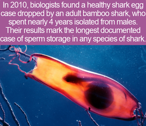 cool facts -- In 2010, biologists found a healthy shark egg case dropped by an adult bamboo shark, who spent nearly 4 years isolated from males. Their results mark the longest documented case of sperm storage in any species of shark.