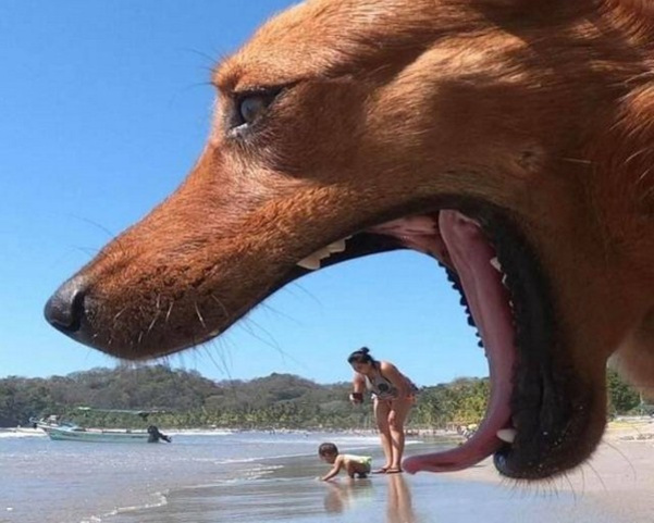 perfectly timed photos dogs