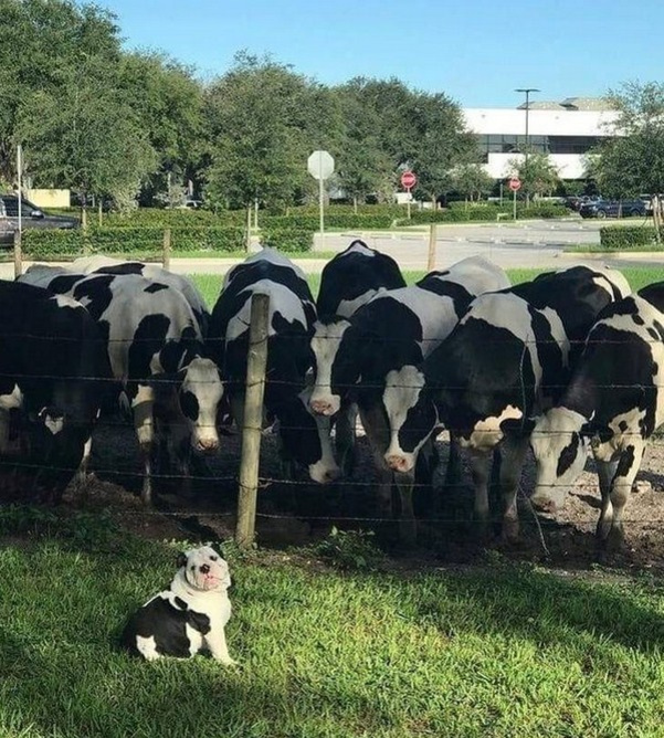 tofu met his family