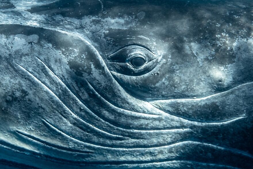 humpback whale eye
