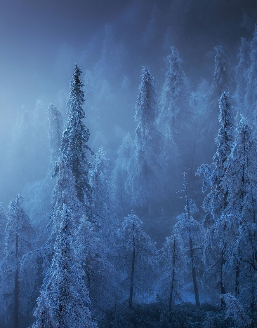 winter forest fog