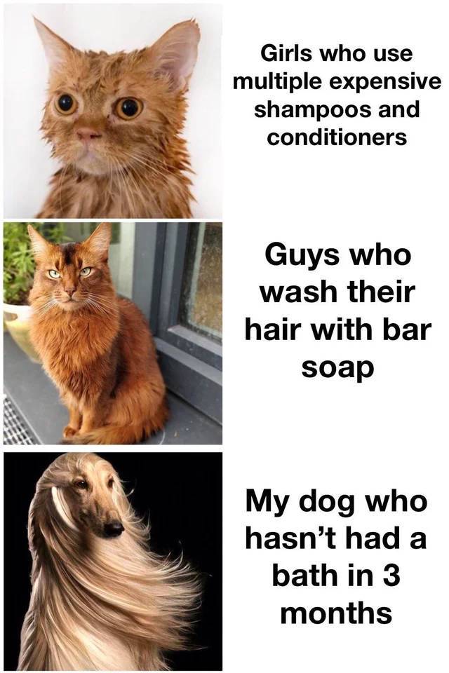 fauna - Girls who use multiple expensive shampoos and conditioners Guys who wash their hair with bar soap My dog who hasn't had a bath in 3 months