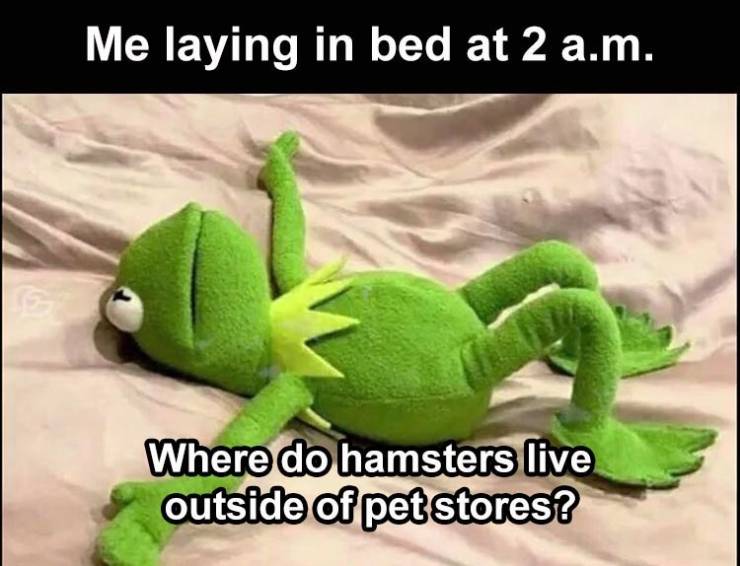 turning the clock back 2020 - Me laying in bed at 2 a.m. Where do hamsters live outside of pet stores?