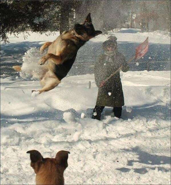 dog slipping on ice