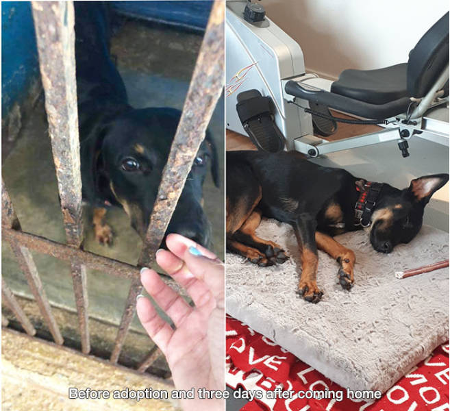 dog - Before adoption and three days after coming home