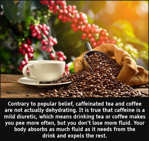 cool facts - Contrary to popular belief, caffeinated tea and coffee are not actually dehydrating. It is true that caffeine is a mild diuretic, which means drinking tea or coffee makes you pee more often, but you don't lose more fluid. Your body absorbs as