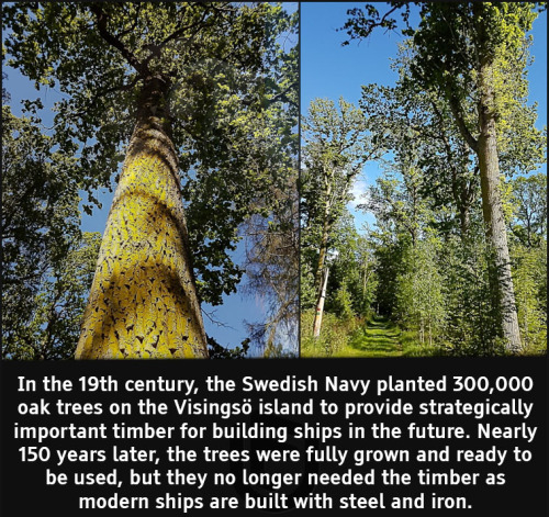 cool facts - In the 19th century, the Swedish Navy planted 300,000 oak trees on the Visings island to provide strategically important timber for building ships in the future. Nearly 150 years later, the trees were fully grown and ready to be used, but the