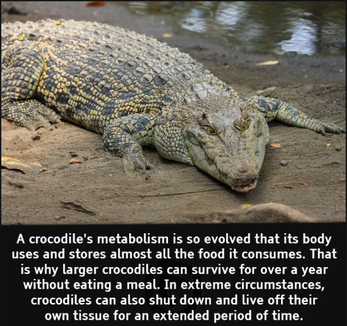 cool facts - A crocodile's metabolism is so evolved that its body uses and stores almost all the food it consumes. That is why larger crocodiles can survive for over a year without eating a meal. In extreme circumstances, crocodiles can also shut down and