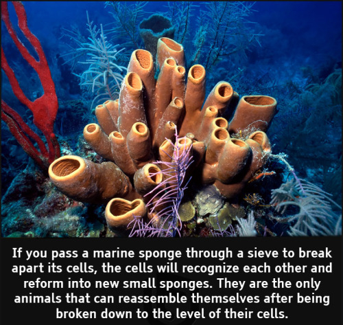 cool facts - If you pass a marine sponge through a sieve to break apart its cells, the cells will recognize each other and reform into new small sponges. They are the only animals that can reassemble themselves after being broken down to the level of