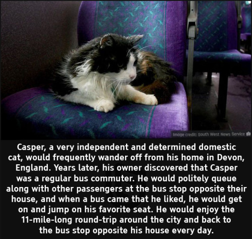 cool facts - Casper, a very independent and determined domestic cat, would frequently wander off from his home in Devon, England. Years later, his owner discovered that Casper was a regular bus commuter. He would